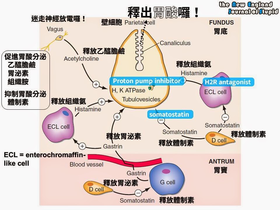 [藥理學] 胃酸分泌與抑制胃酸分泌藥物的神秘作用機轉