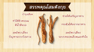 ยาบำรุงโลหิต สรรพคุณ บำรุงเลือด แก้โลหิตจาง สมุนไพรบำรุงเลือด