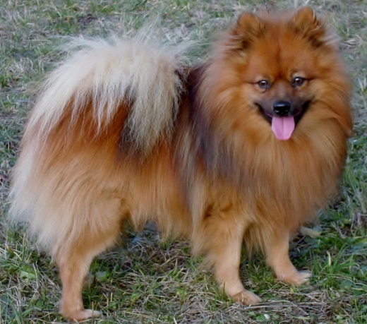 Spitz alemão anão laranja sable Outlet