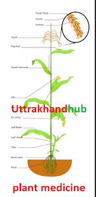Capture उत्तराखण्ड में जड़ी-बूटियो के नाम ✅✅✅ medicine in uttrakhand