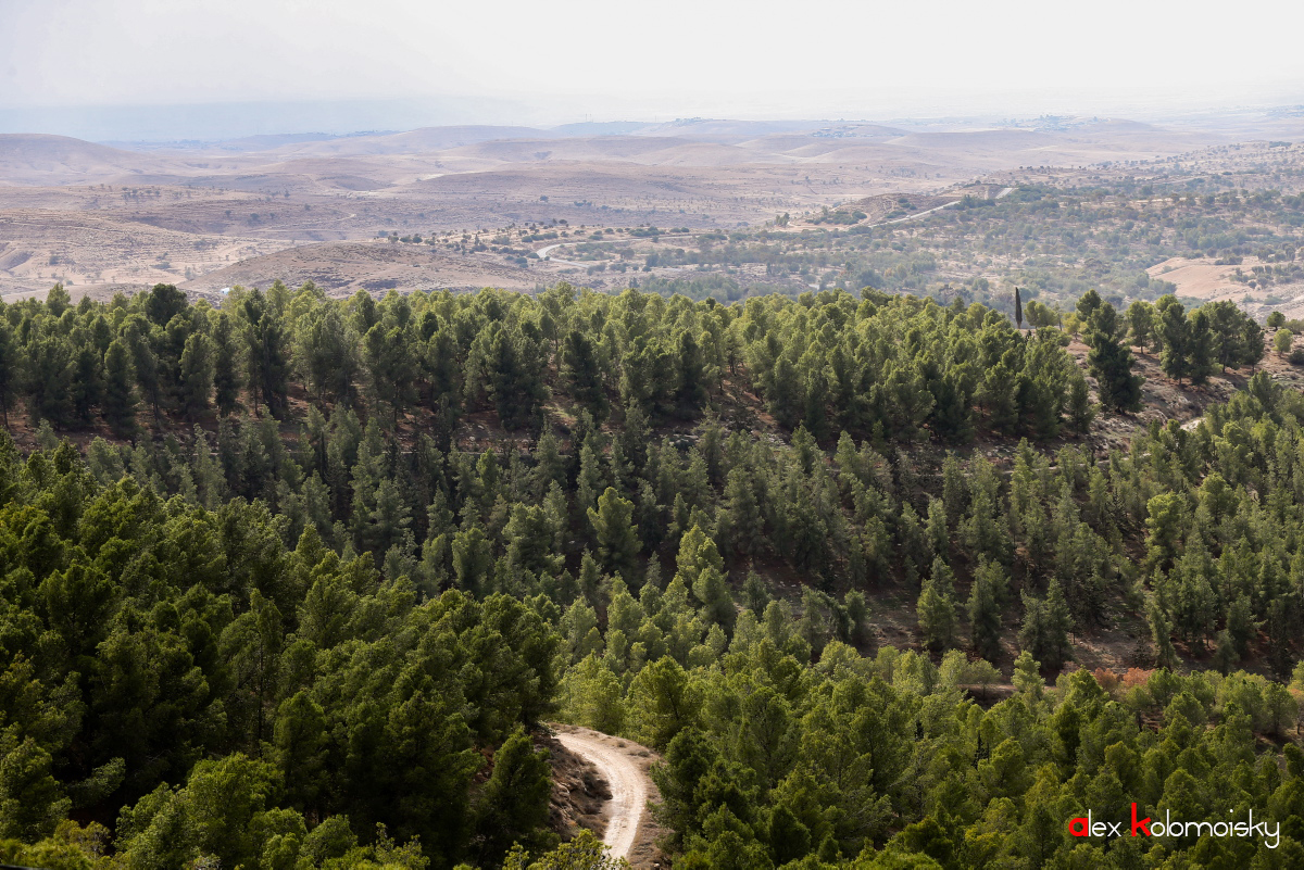 Леса израиля Леса израиля