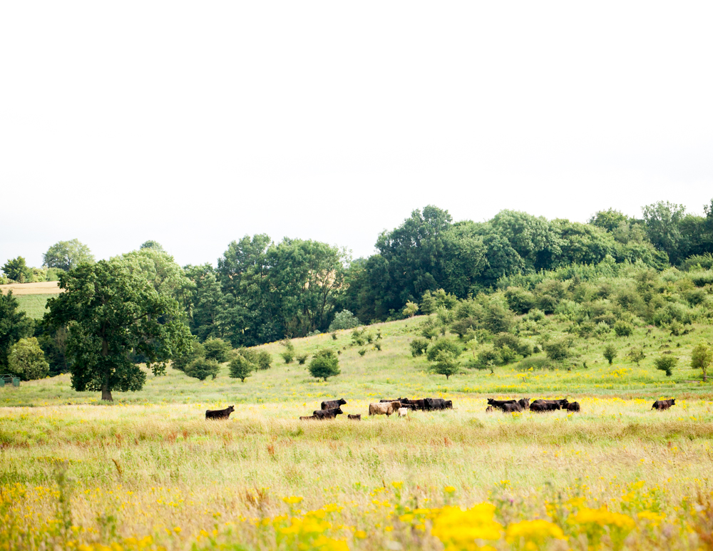 Termine Pferdesportverband Mv