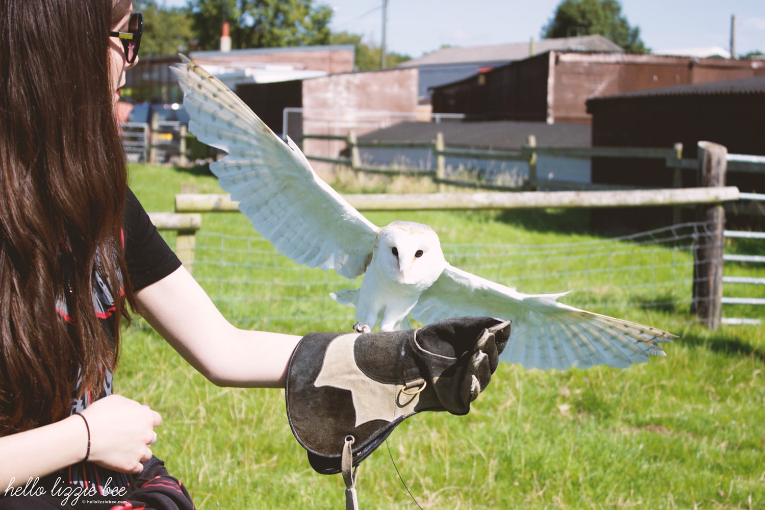 barn owl flying