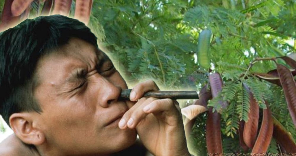 SUR MILENARIO, cultura y tradición andina El yopo o árbol de la sabiduría