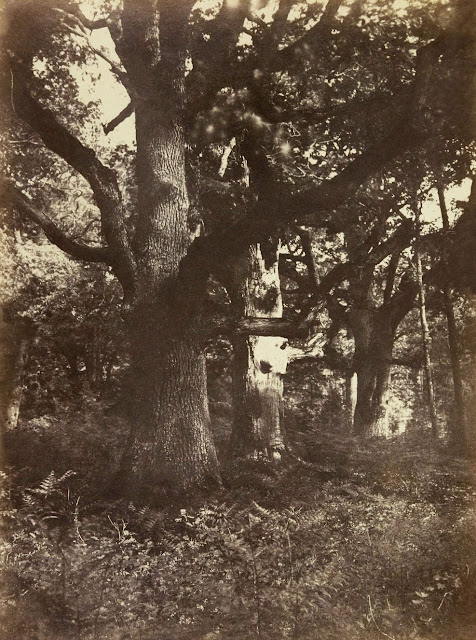 Forêt de Fontainebleau, Eugène Cuvelier photographe.