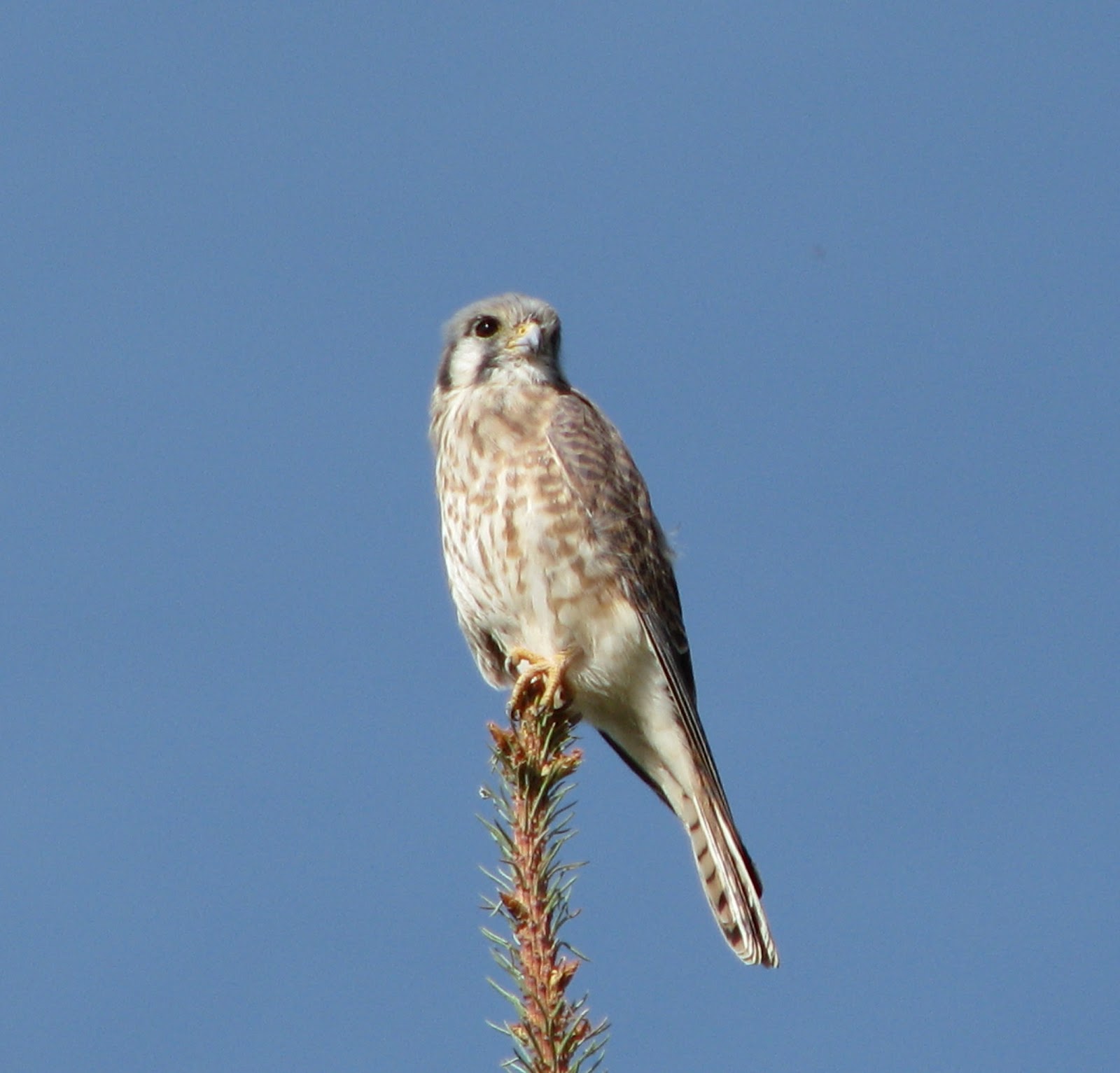 Streets Of Denver: Hawks and birds of prey