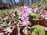 基礎農林 早春の花