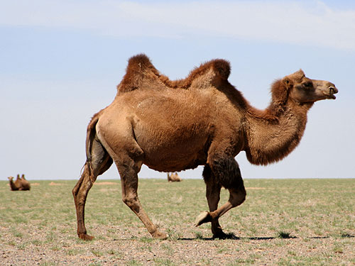  Por Qu Tienen Joroba Los Camellos 