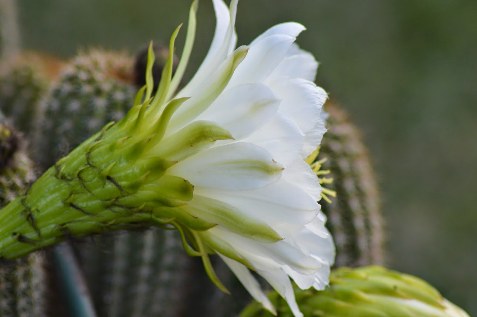 тюльпан bourbon street. цветок 2014 года. ветреничка алтайская. парад цветов bloemencorso в голландии. лилия ормея.