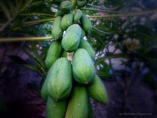 Papaya Tree Bearing Fruits In The House Garden, Seririt, North Bali, Indonesia