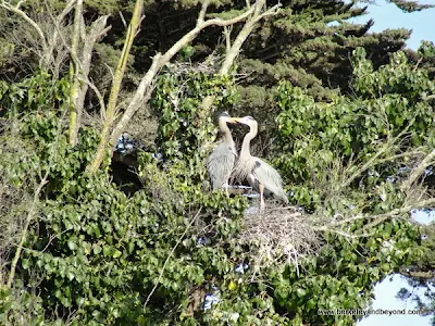 great blue herons nesting in tree at Palace of Fine Arts in San Francisco