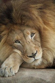 lion images