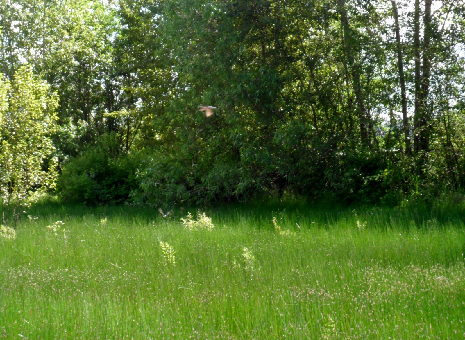 Observing The Natural World: Field Guide & Walking Tour for Union Bay ...