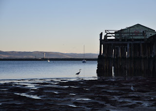 Heron silhouetted at low tide near a pier at Mavericks Beach, Princeton-by-the-Sea, California