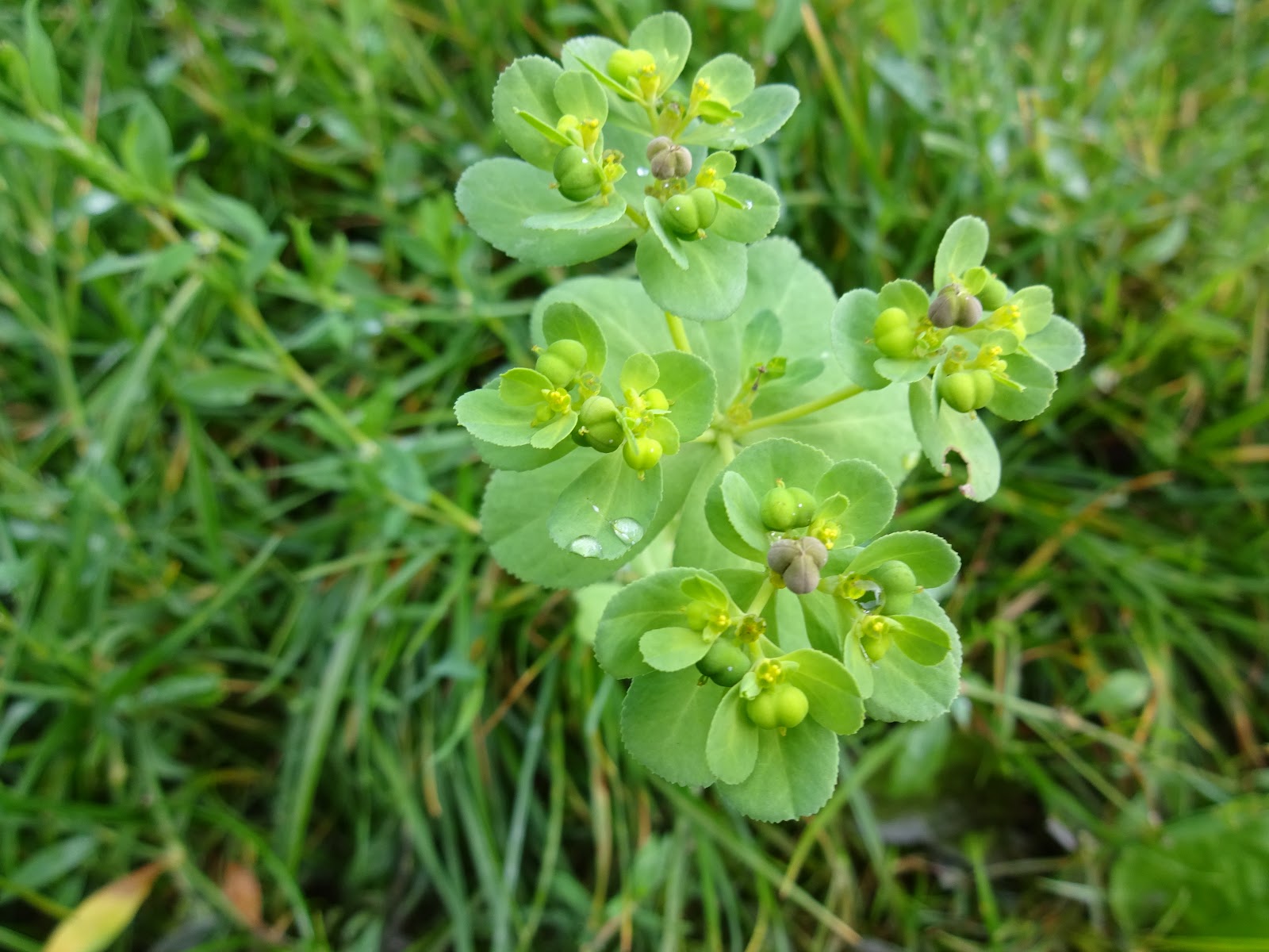 Naturnachbarschaften SonnwendWolfsmilch Euphorbia helioscopia