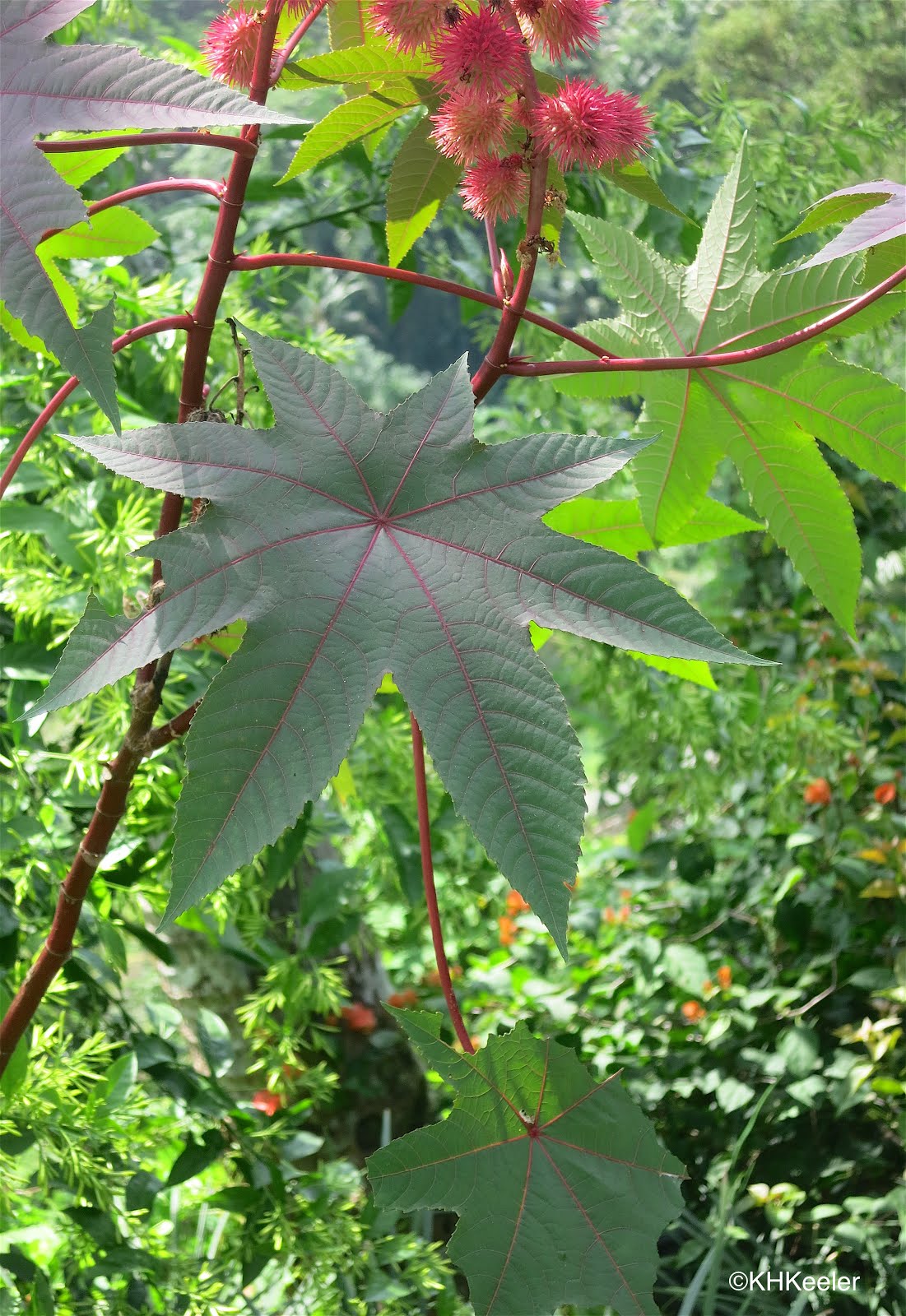 A Wandering Botanist Plant StoryCastor, Tall, Beautiful and Deadly