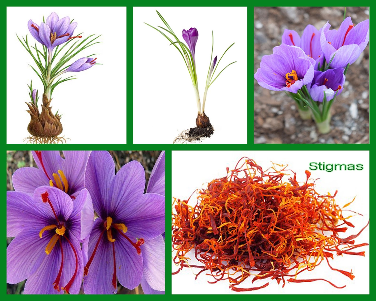 Always seek knowledge. Saffron the most expensive spice.