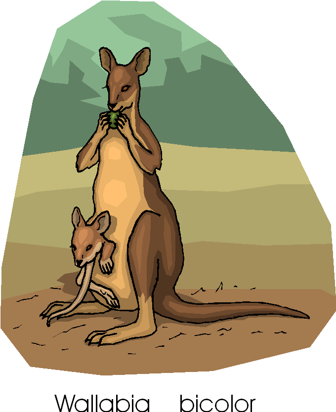 free kangaroo clipart - photo #50