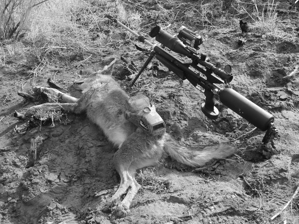 Tofazfou's HPA (high powered air gun) Expeditions TalonDor .257 takes