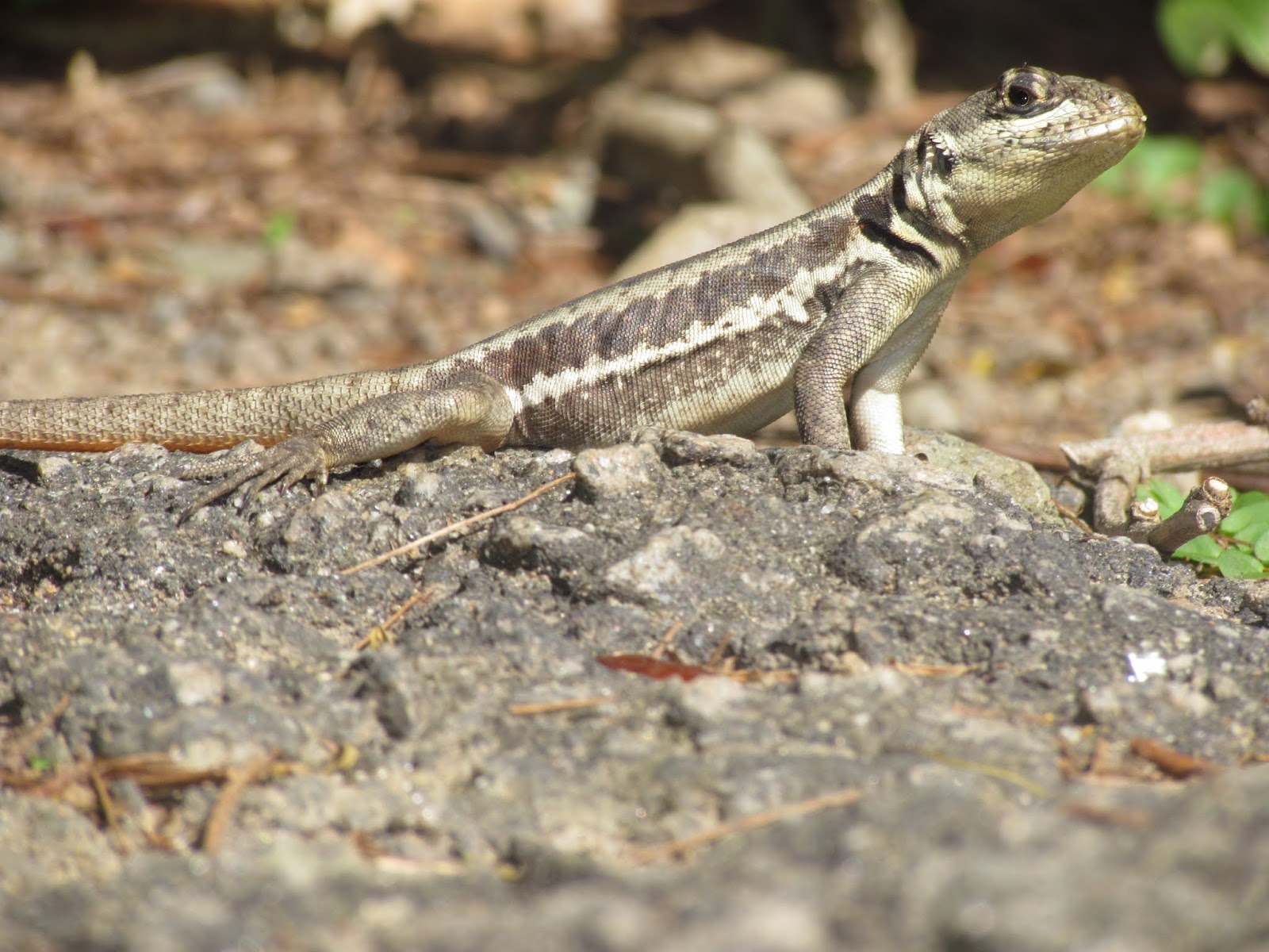 O Blog do Bruno Chaves: Calango (Tropidurus torquatus)