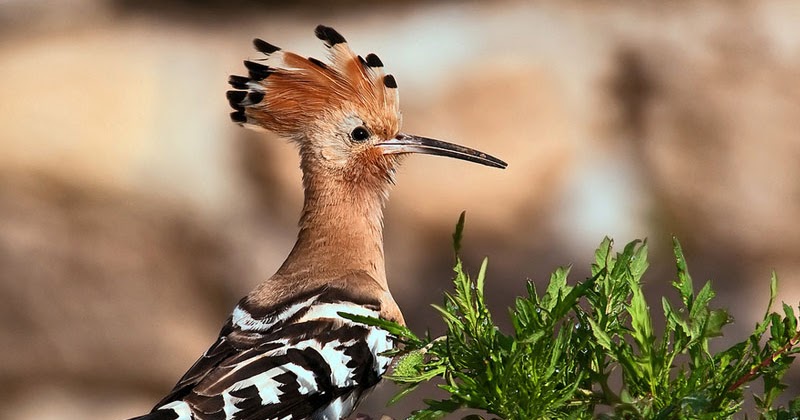 10+ Gambar Burung Hud Hud