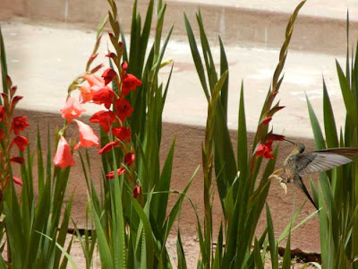 Besuch des Kolibis im Blumengarten des Pfarrhauses in Esmoraca