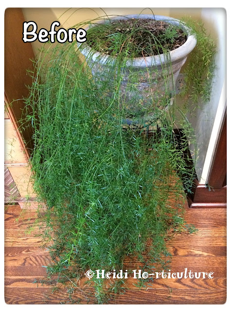 How to Grow and Care for Asparagus Fern