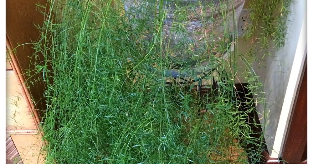 Heidi Horticulture Indoor Asparagus Fern Plant Asparagus densiflorus