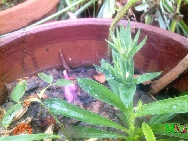 Dianthus Plant