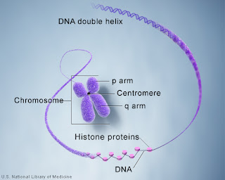 DNA and histone proteins are packaged into structures called chromosomes. Image Credit: U.S. National Library of Medicine