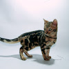 Jual Anakan Kucing Bengal Murah : Jual Kucing British Shorthair Murah - British Shorthair : Penampilan kucing ini 'sudah liar'.