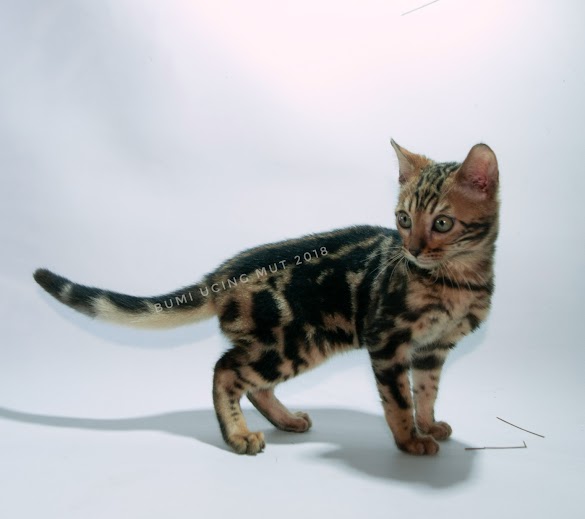 Jual Anakan Kucing Bengal Murah : Jual Kucing British Shorthair Murah - British Shorthair : Penampilan kucing ini 'sudah liar'.