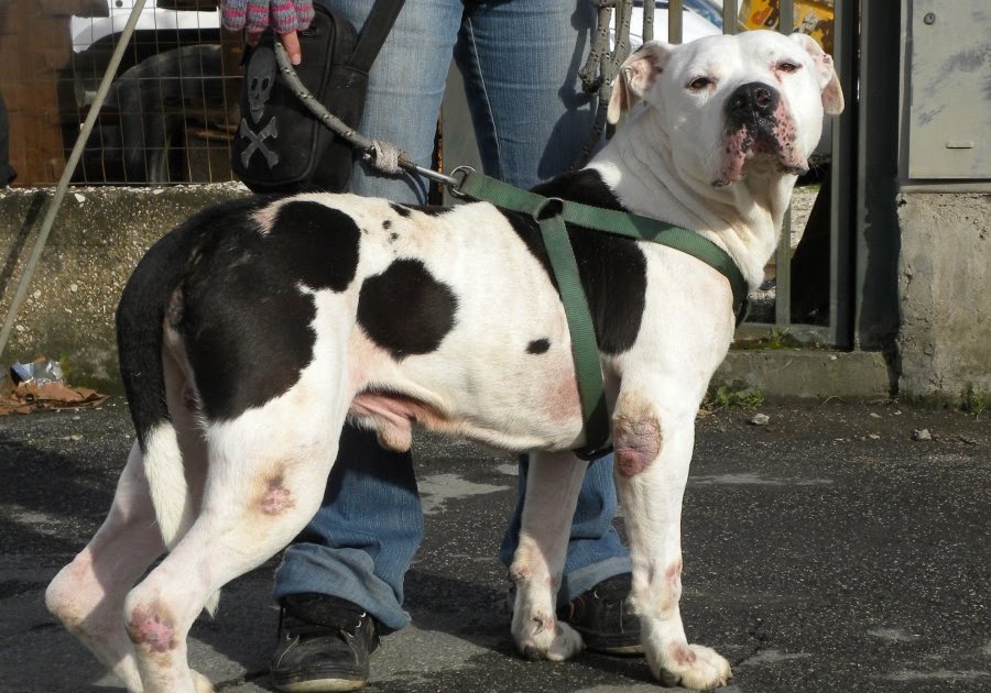 Get Dogo Argentino X Amstaff Pics