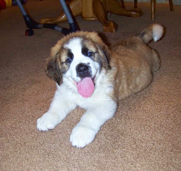 Everything About Your Saint Bernard Luv My Dogs