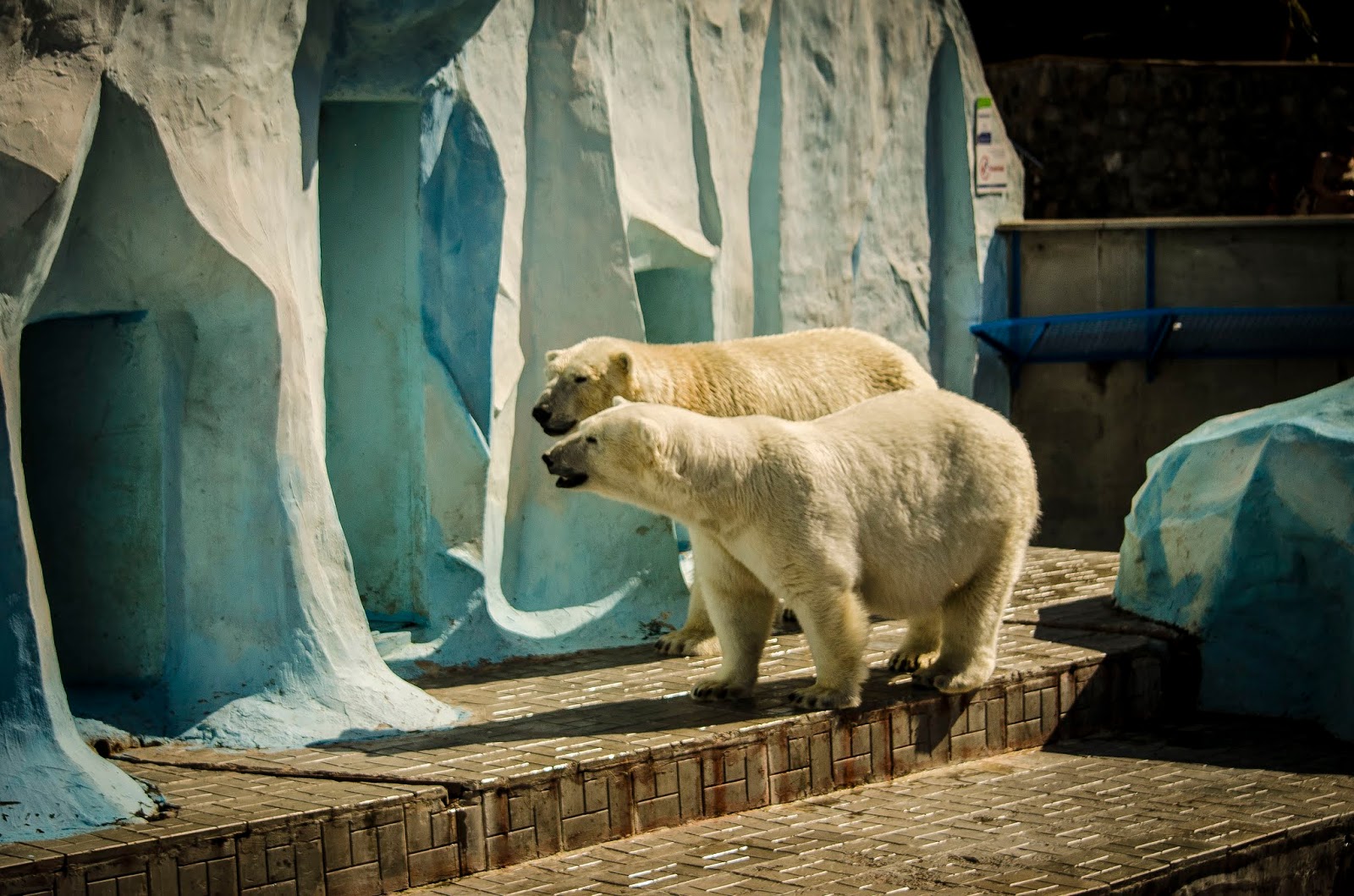 Зоопарк города новосибирск