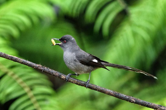 Mengenal Habitat Dan Ciri Ciri Fisik Burung Murai Batu Air Paling