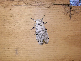 Giant leopard moth by /u/Toblerone44 on Reddit