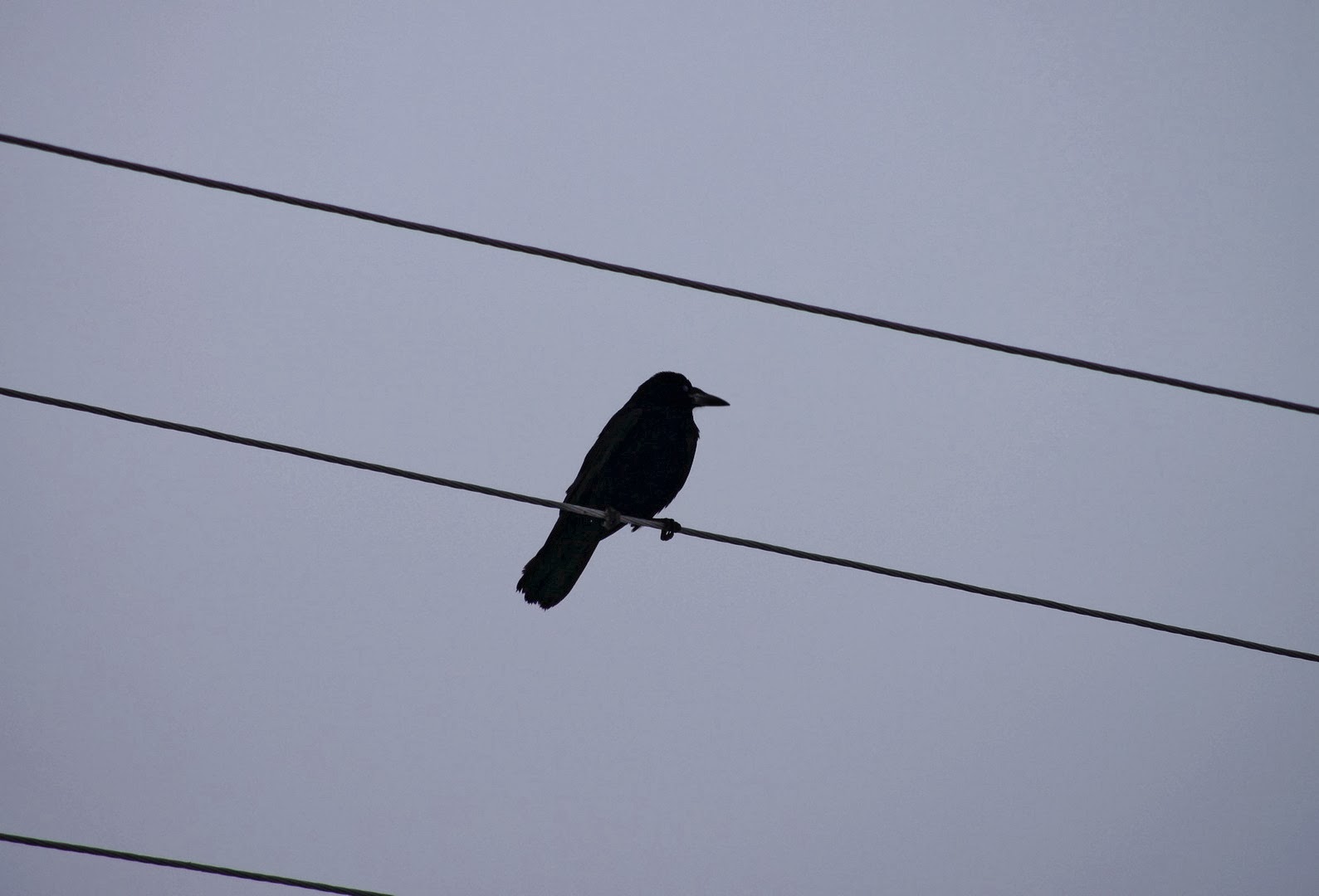 Черная птица 7