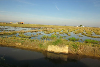 Rice fields in Delta de l'Ebre