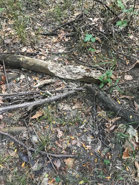 the roots of prosocial behavior