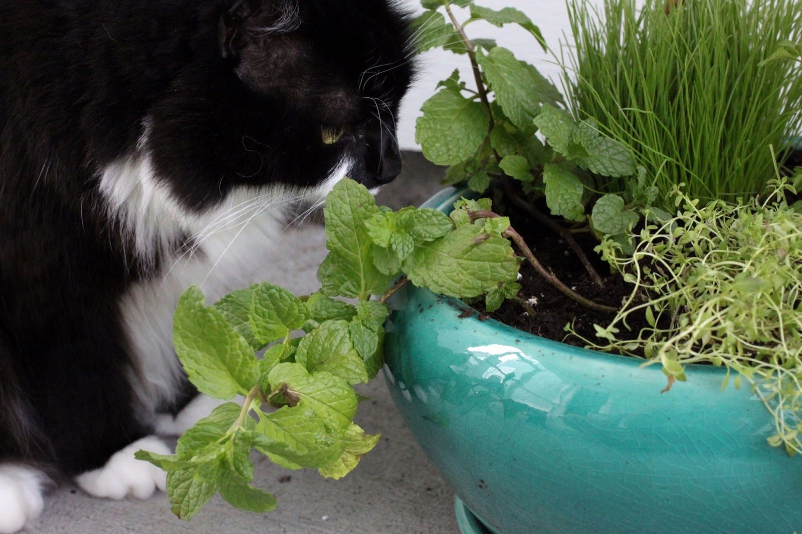 borrowed heaven DIY Indoor Cat Garden