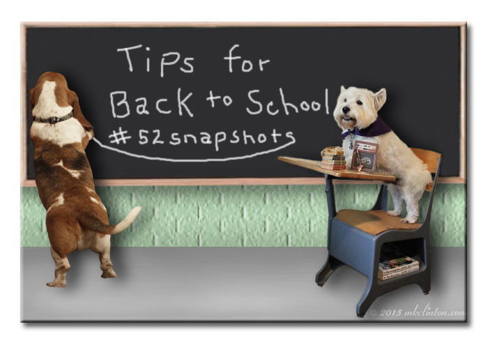 Basset Hound writing on chalkboard with Westie for a student