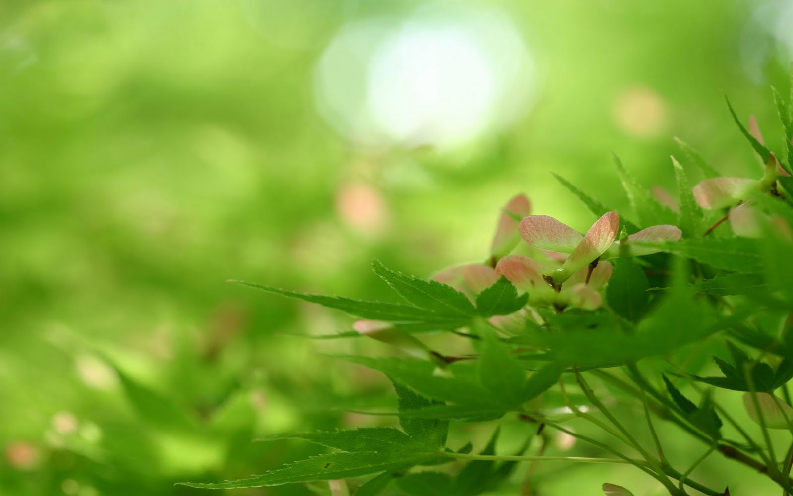 Desktop Nature wallpaper: nature wallpaper desktop, cool nature