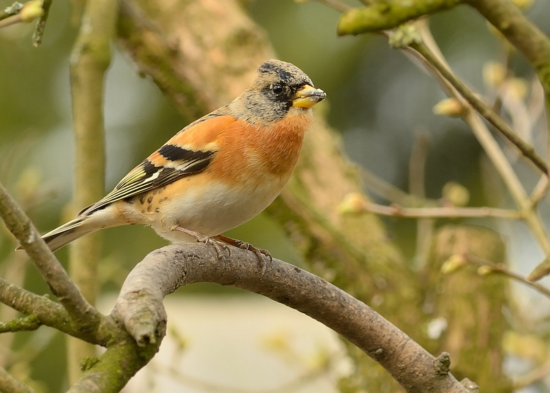 Arné Roest Natuurfotografie: maart 2013