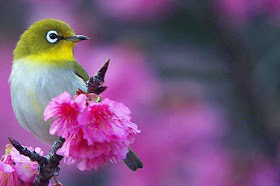 bird, Mejiro in cherry blossoms