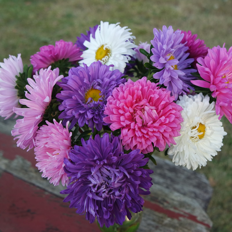 pengetahuan bunga  Arti  Bunga  untuk Hari Ibu