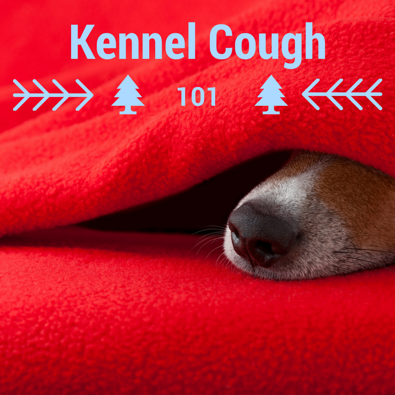 Bark City Doggy Daycare Kennel Cough