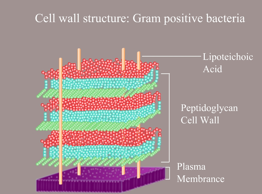 3 characteristics of gram negative bacteria cell wall 3 characteristics of gram negative bacteria cell wall