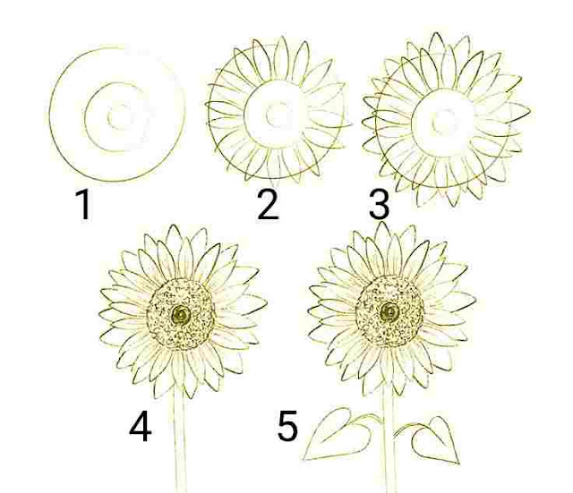 cara+menggambar+bunga+matahari