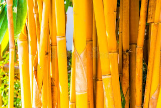gambar bambu kuning